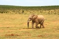 Baby elephant, South Africa Royalty Free Stock Photo