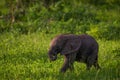 South Luangwa Baby Elephant