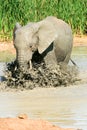 Baby elephant splashing and bathing at Addo Elephant National Park Royalty Free Stock Photo