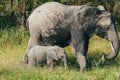 Baby elephant stands close to its parent, an adult elephant, in a grassy landscape