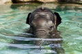 baby elephant submerging in a clear pond, eyes peeking out