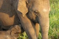 Baby elephant sucking milk