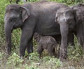 Baby Elephant Suckles Mother in Forest
