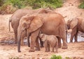 Baby Elephant Suckling in Addo Elephant National Park