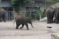 Baby elephant at Sydney zoo