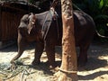 Baby elephant for tourists in Thailand