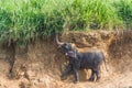 Baby elephant trying to eat