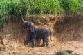 Baby elephant trying to grab the grass above him