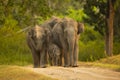 Baby elephant trying to keep up with its mom