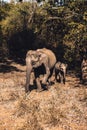 Baby elephant walking together with its mother in Udawalawe National Park, Sri Lanka. Closeup view from safari jeep Royalty Free Stock Photo