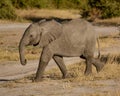 Baby elephant walks alone in short grass
