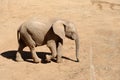 A baby elephant wanders towards her mother for protection. Royalty Free Stock Photo