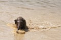 The baby elephant was walking across the river to the other side. When the river water is high and the water is very cloudy, the Royalty Free Stock Photo