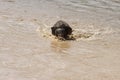 The baby elephant was walking across the river to the other side. When the river water is high and the water is very cloudy, the Royalty Free Stock Photo