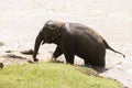 The baby elephant was walking across the river to the other side. When the river water is high and the water is very cloudy, the Royalty Free Stock Photo