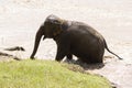 The baby elephant was walking across the river to the other side. When the river water is high and the water is very cloudy, the Royalty Free Stock Photo