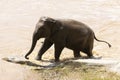 The baby elephant was walking across the river to the other side. When the river water is high and the water is very cloudy, the Royalty Free Stock Photo