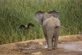 Baby Elephant watching a bird Royalty Free Stock Photo