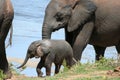 Baby Elephant at water Royalty Free Stock Photo