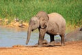 Baby elephant at waterhole Royalty Free Stock Photo