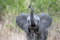 Baby elephant waving trunk in kruger park south africa