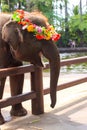 Baby elephant wearing flower wreath