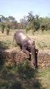 Baby elephant at zoo eating grass Royalty Free Stock Photo