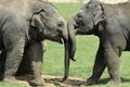 Baby Elephants Greeting