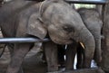 Baby elephants interacting