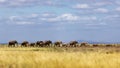 Baby Elephants Leading Herd in Line in Kenya Royalty Free Stock Photo