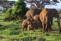 Baby elephants play. Amboseli, Kenya