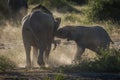 Baby elephants play fighting in dust cloud Royalty Free Stock Photo