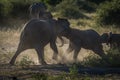 Baby elephants play fighting in dusty clearing Royalty Free Stock Photo