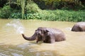 Baby elephants play in the water with fun Royalty Free Stock Photo