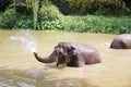 Baby elephants play in the water with fun