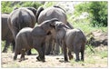 Baby elephants Playing Royalty Free Stock Photo