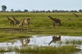 Baby elephants playing in the watering hole