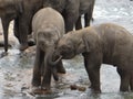 Baby elephants snuggling together in the river Royalty Free Stock Photo