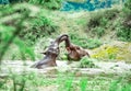 Two elephants playing in water at Thailand sanctuary