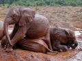 Baby elephants taking a mud bath in Kenya. Royalty Free Stock Photo