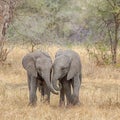 Baby Elephants, Tarangire National Park, Tanzania, Africa