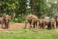 Baby elephants who lost their mothers in the center of the overexposure before release