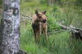 Baby elk Royalty Free Stock Photo