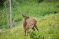 Baby Elk Calf In Colorado Royalty Free Stock Photo