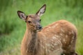 Baby Elk Calf In Colorado Close Up Royalty Free Stock Photo