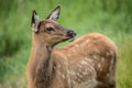 Baby Elk Calf In Colorado Close Up Profile Royalty Free Stock Photo