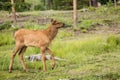 Baby Elk Calf In Rocky Mountain National Park Royalty Free Stock Photo