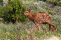 An Adorable Elk Calf in a Mountain Meadow