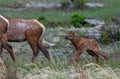 An Adorable Elk Calf in a Mountain Meadow Royalty Free Stock Photo