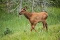 Baby Elk Calf Walking In Grass In Colorado Royalty Free Stock Photo